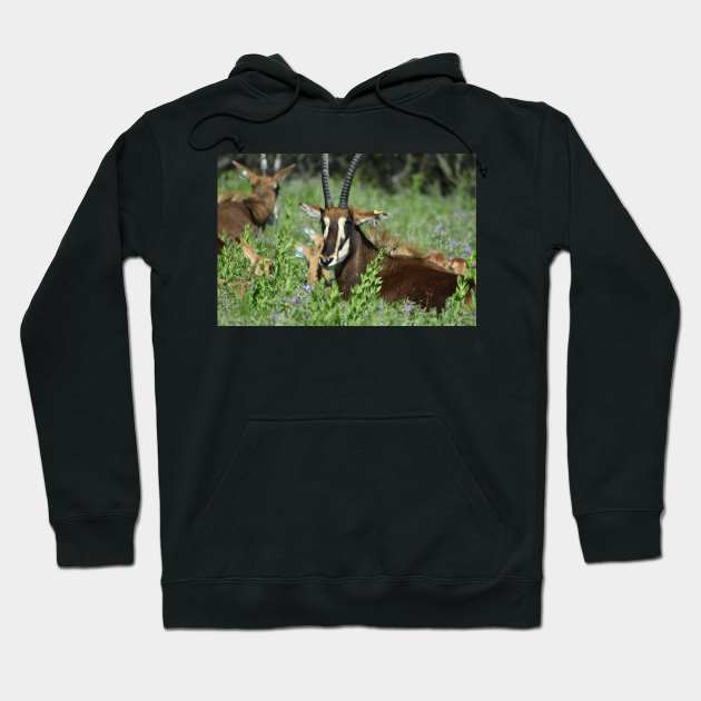 Sable Antelope Hoodie by MarieDarcy